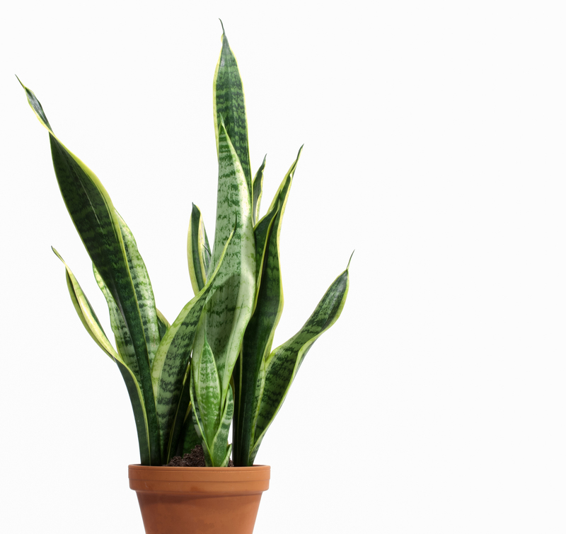 garden plants